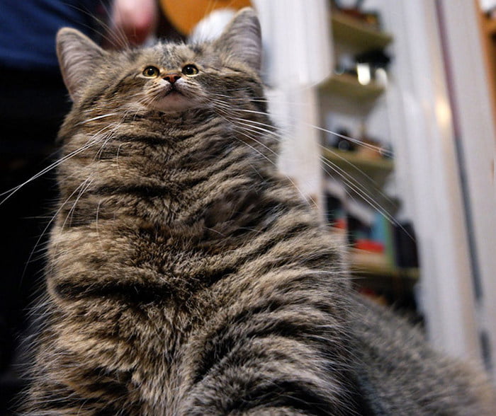 Gatos com rostos muito pequenos Gatos com rostos muito pequenos