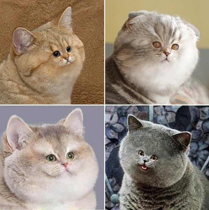 Gatos com rostos muito pequenos