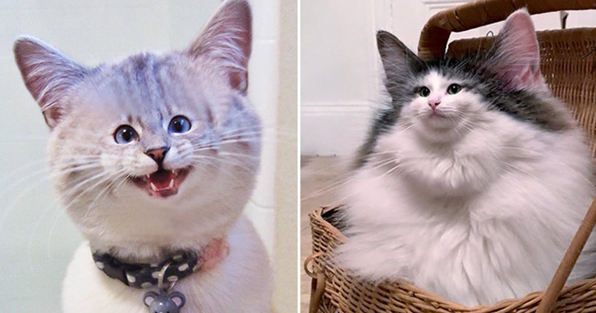 Gatos com rostos muito pequenos
