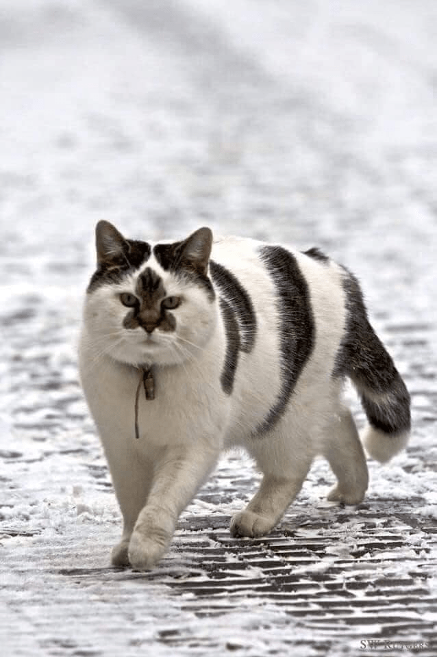 22 Gatos e sua infinita beleza