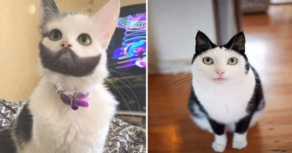 22 Gatos e sua infinita beleza 22 Gatos e sua infinita beleza