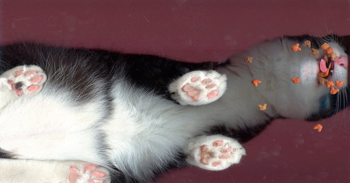 Pessoas entediadas em quarentena começaram a escanear gatos Pessoas entediadas em quarentena começaram a escanear gatos