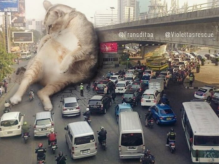 Gatos gigantes em paisagens urbanas