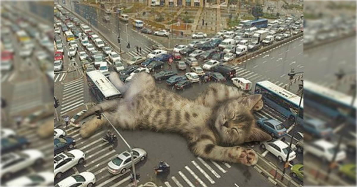 Gatos gigantes em paisagens urbanas