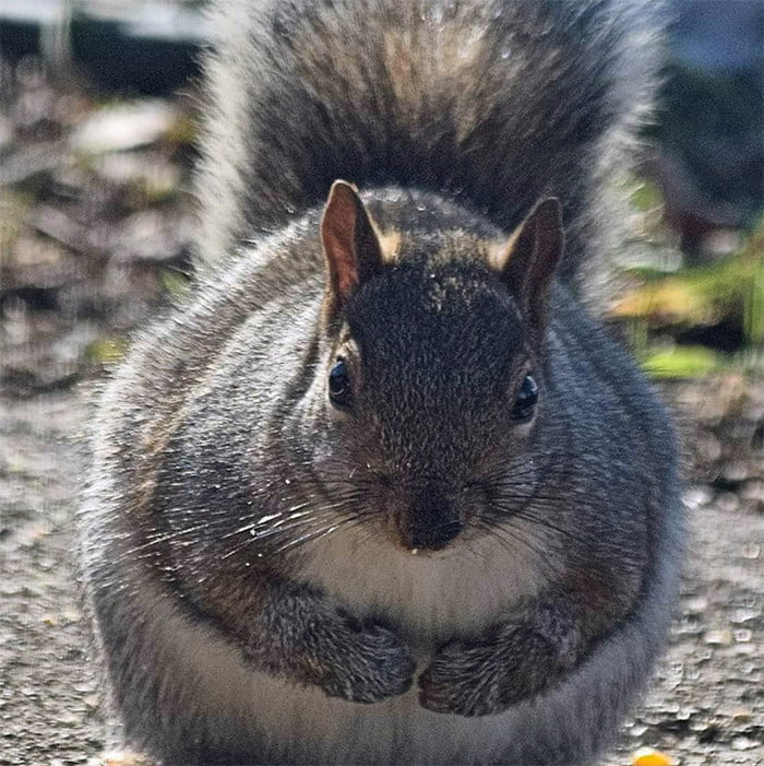 Lindos esquilos gordos que comem demais