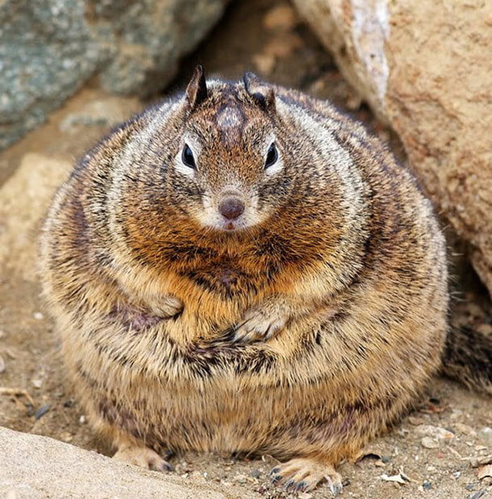 Lindos esquilos gordos que comem demais