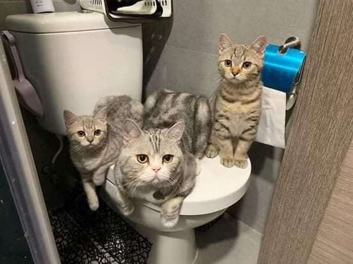 No banheiro não tem mais privacidade