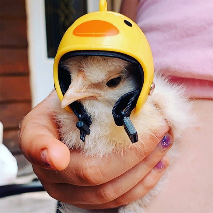 Você pode comprar um capacete para o seu frango de estimação