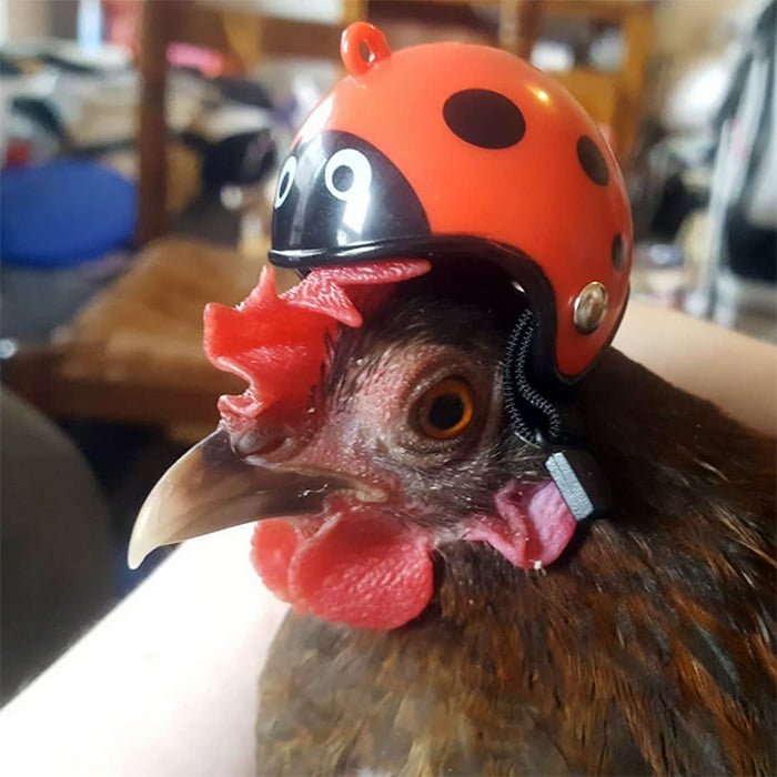 Você pode comprar um capacete para o seu frango de estimação