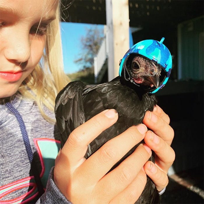 Você pode comprar um capacete para o seu frango de estimação