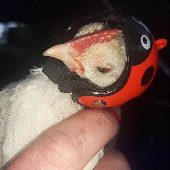 Você pode comprar um capacete para o seu frango de estimação