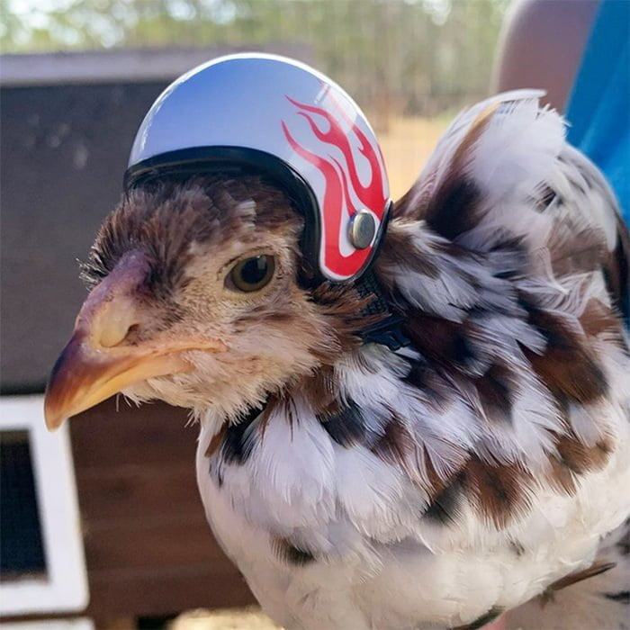 Você pode comprar um capacete para o seu frango de estimação