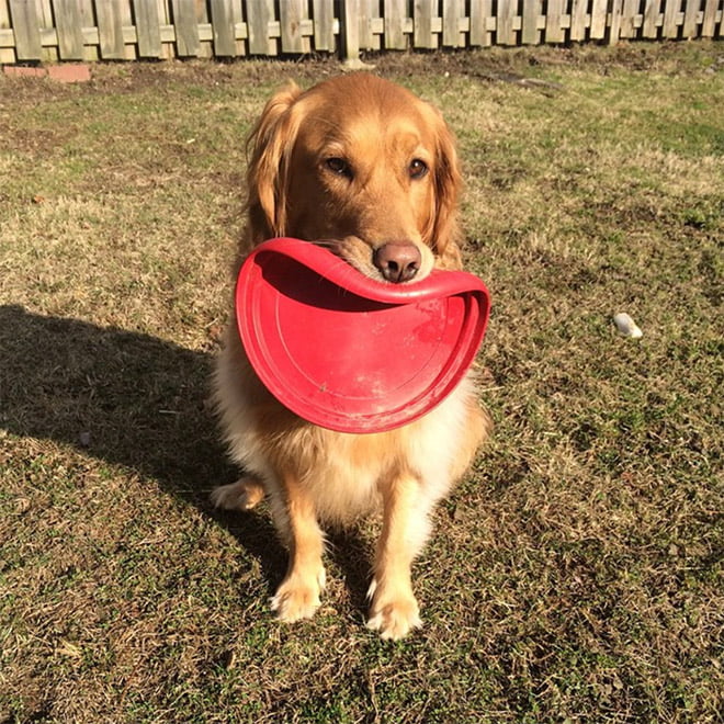 Alguns cães não têm ideia de como segurar frisbees