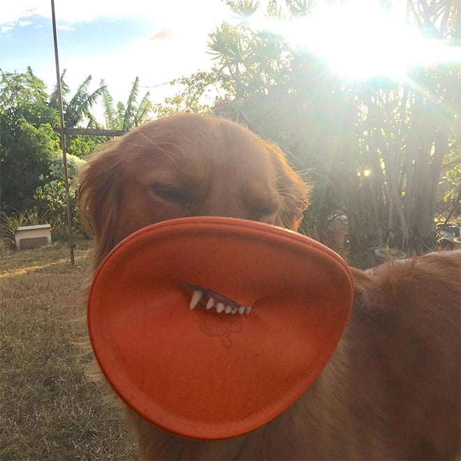 Alguns cães não têm ideia de como segurar frisbees