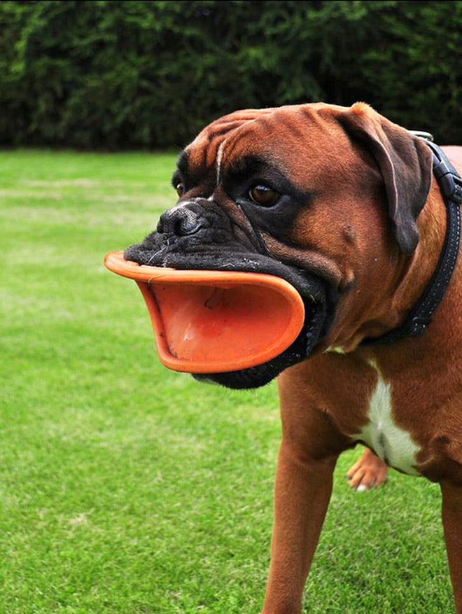 Alguns cães não têm ideia de como segurar frisbees