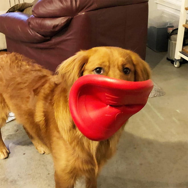 Alguns cães não têm ideia de como segurar frisbees