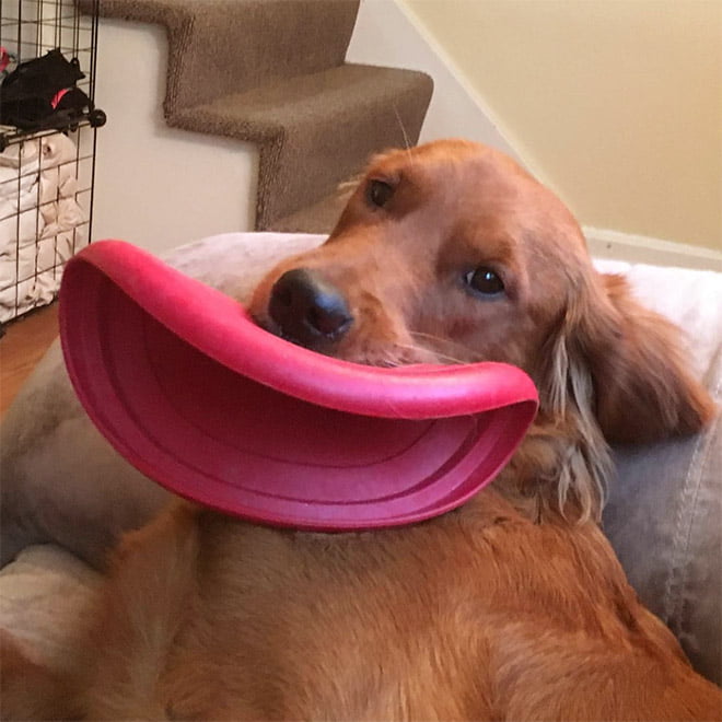 Alguns cães não têm ideia de como segurar frisbees