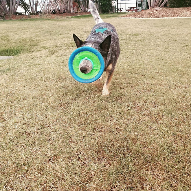 Alguns cães não têm ideia de como segurar frisbees