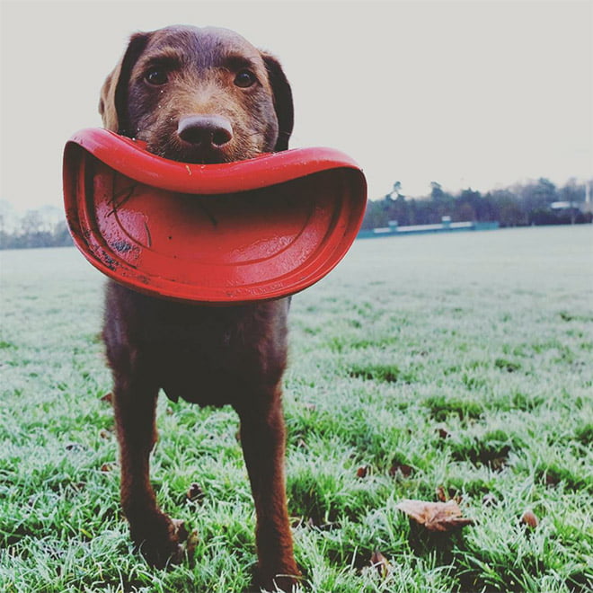 Alguns cães não têm ideia de como segurar frisbees