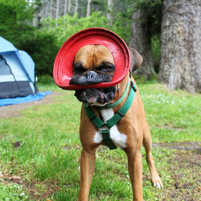 Alguns cães não têm ideia de como segurar frisbees