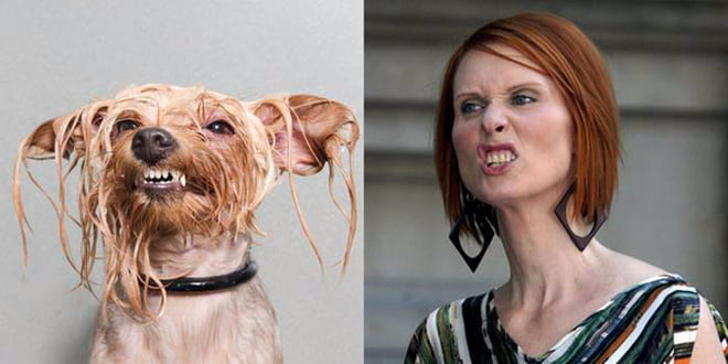 Boa semelhança. Cães são como humanos