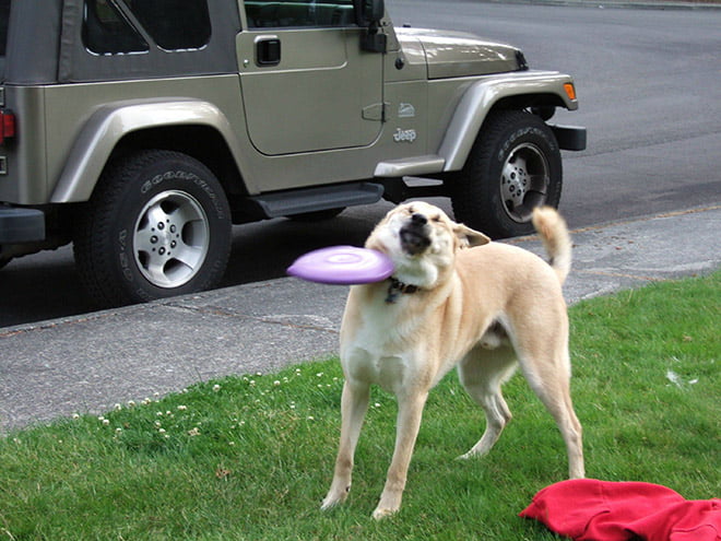 Alguns cães são terríveis para pegar frisbees