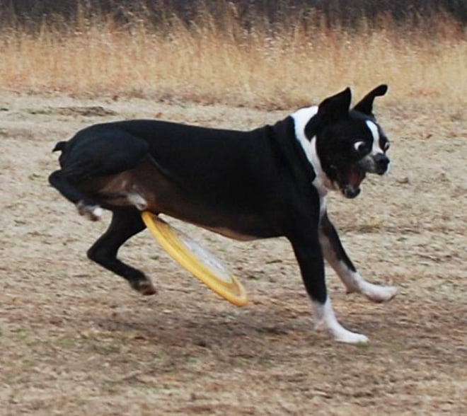 Alguns cães são terríveis para pegar frisbees