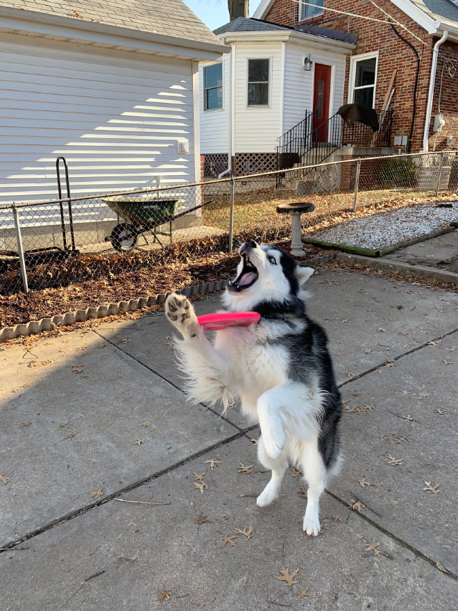Alguns cães são terríveis para pegar frisbees