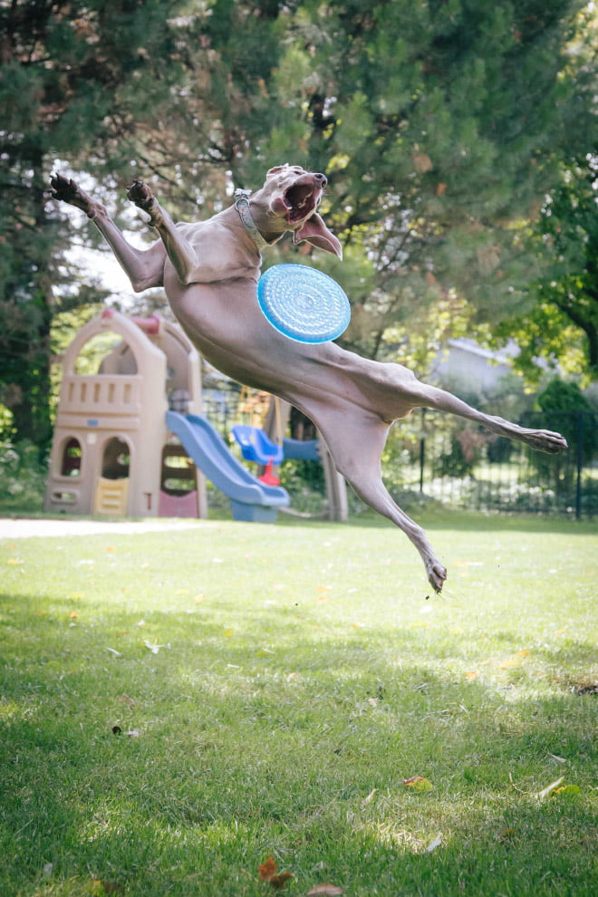 Alguns cães são terríveis para pegar frisbees