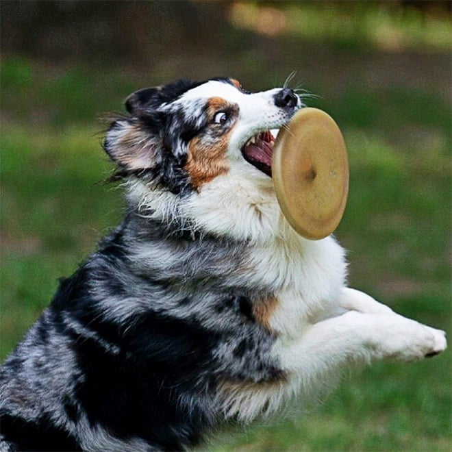 Alguns cães são terríveis para pegar frisbees