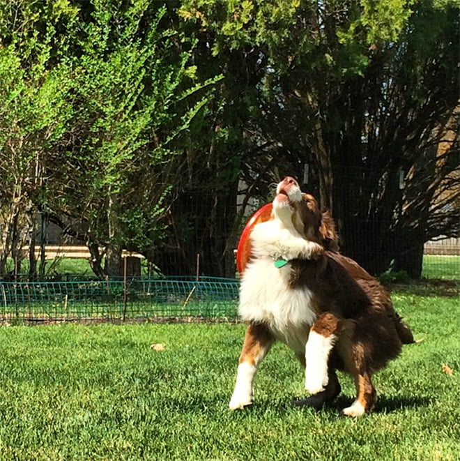 Alguns cães são terríveis para pegar frisbees
