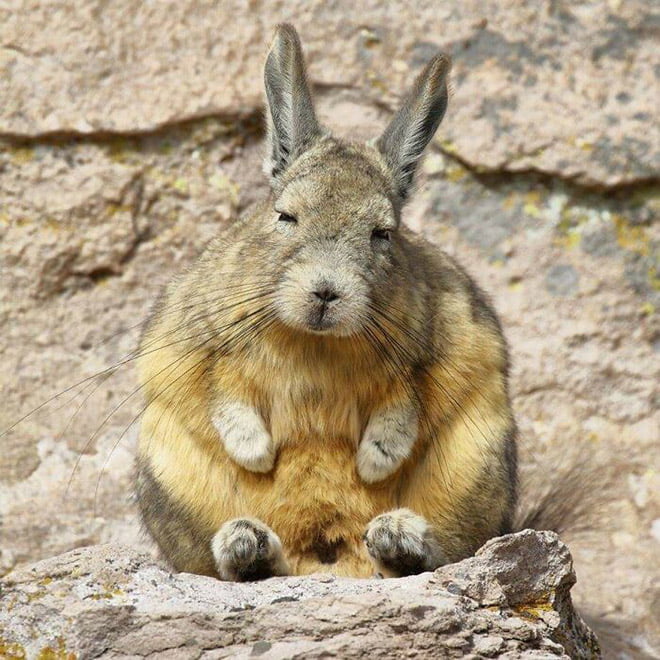 Conheça Viscacha: esta criatura muito pouco divertida e sonolenta