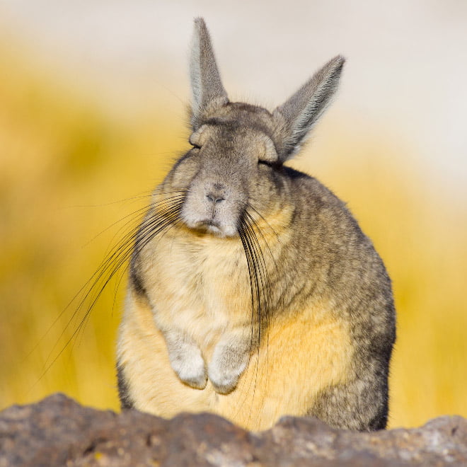 Conheça Viscacha: esta criatura muito pouco divertida e sonolenta