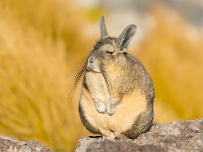 Conheça Viscacha: esta criatura muito pouco divertida e sonolenta