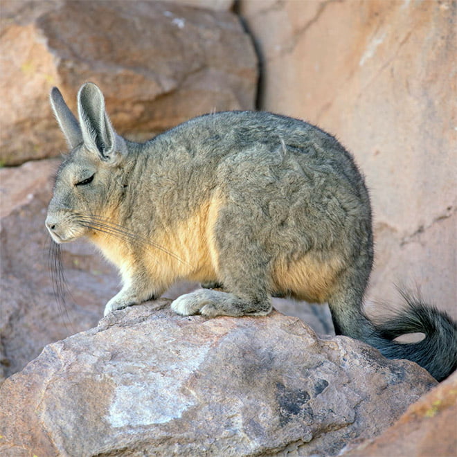 Conheça Viscacha: esta criatura muito pouco divertida e sonolenta