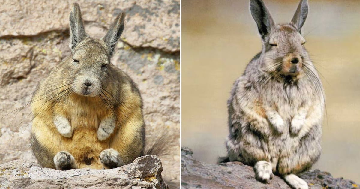 Conheça Viscacha: esta criatura muito pouco divertida e sonolenta