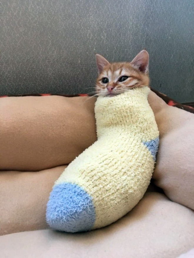22 gatos que adora dormir confortavelmente em meias