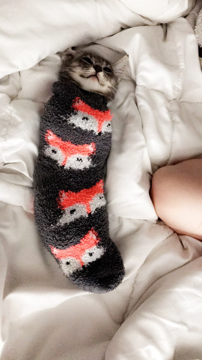 22 gatos que adora dormir confortavelmente em meias