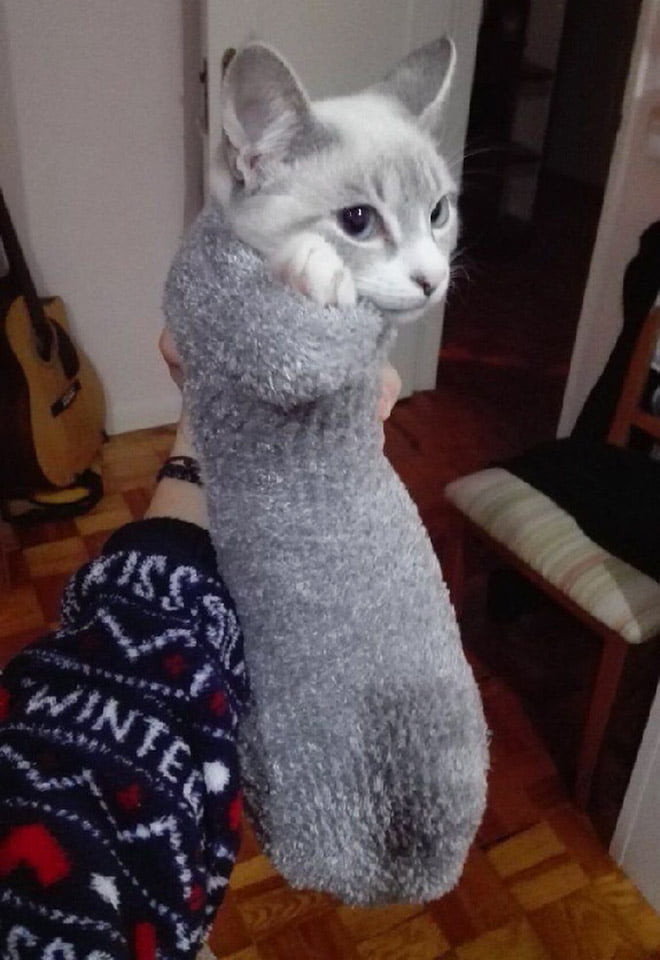 22 gatos que adora dormir confortavelmente em meias 22 gatos que adora dormir confortavelmente em meias