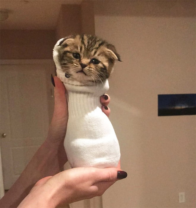 22 gatos que adora dormir confortavelmente em meias 22 gatos que adora dormir confortavelmente em meias