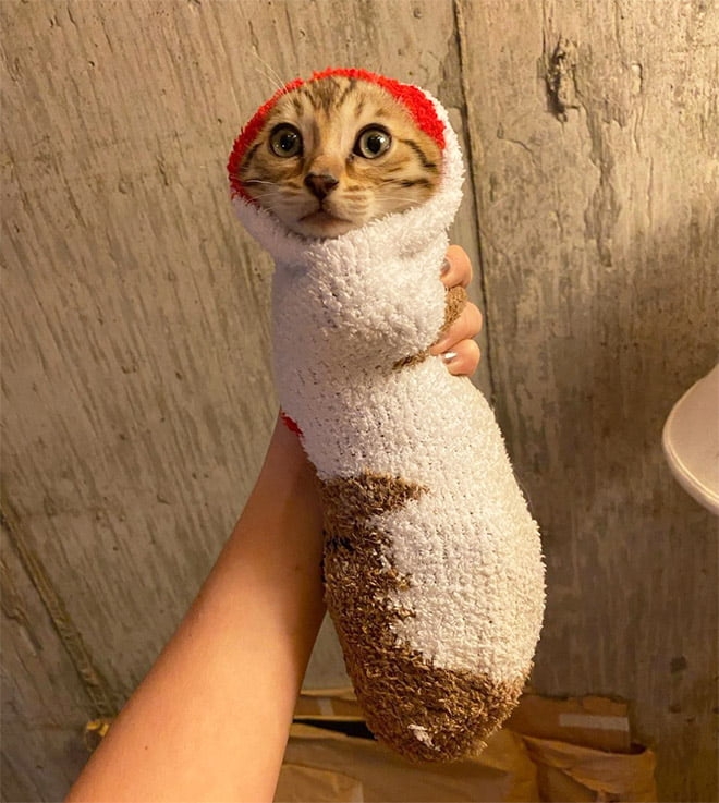 22 gatos que adora dormir confortavelmente em meias 22 gatos que adora dormir confortavelmente em meias