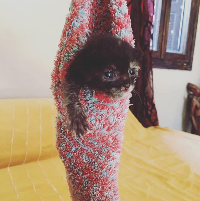 22 gatos que adora dormir confortavelmente em meias 22 gatos que adora dormir confortavelmente em meias