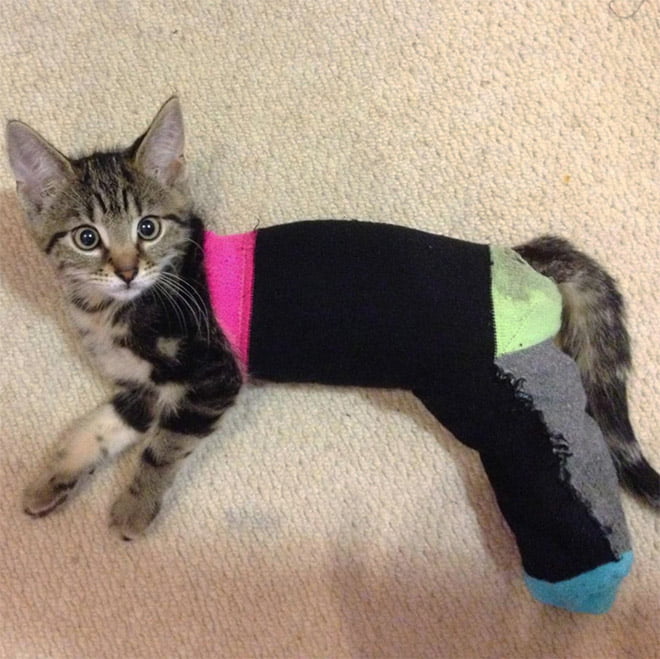 22 gatos que adora dormir confortavelmente em meias 22 gatos que adora dormir confortavelmente em meias