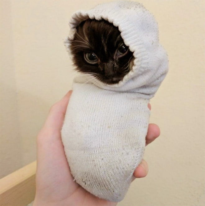 22 gatos que adora dormir confortavelmente em meias 22 gatos que adora dormir confortavelmente em meias