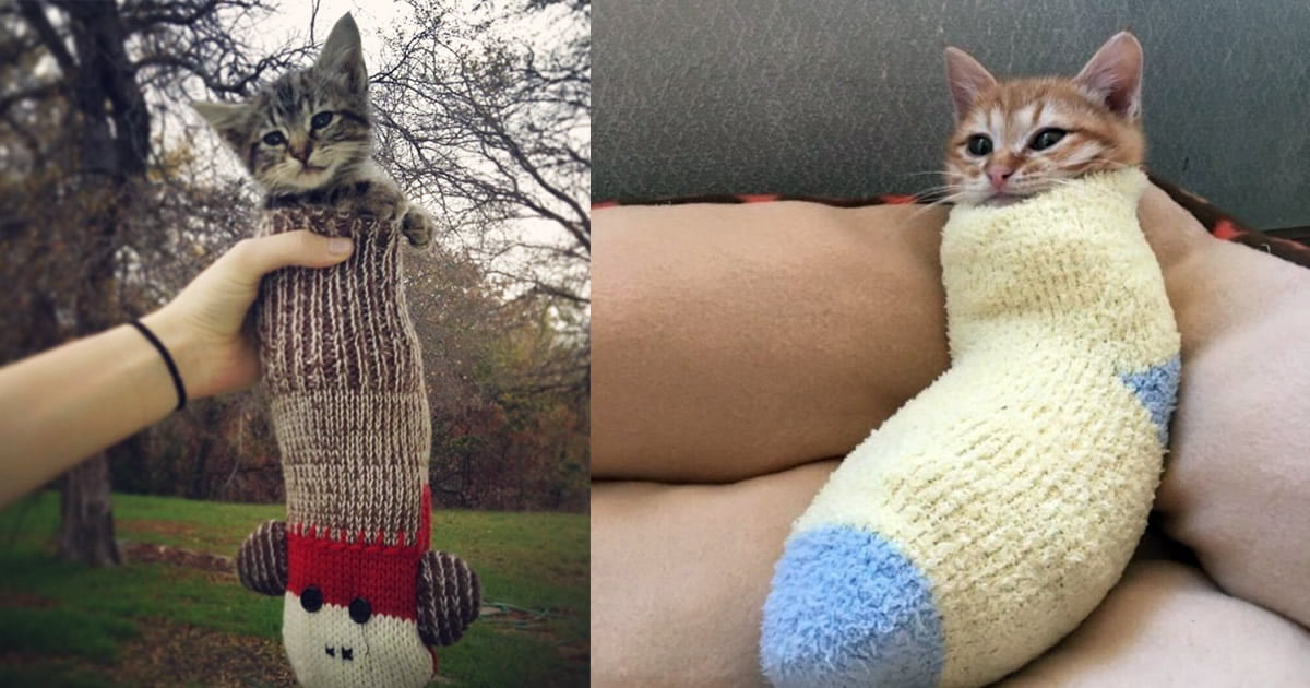 22 gatos que adora dormir confortavelmente em meias 22 gatos que adora dormir confortavelmente em meias