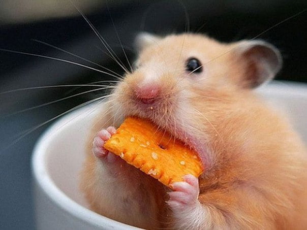 6 motivos que Hamster são gulosos