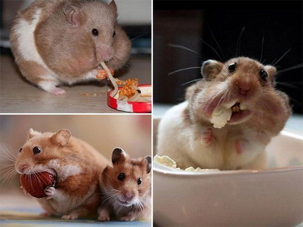 6 motivos que Hamster são gulosos
