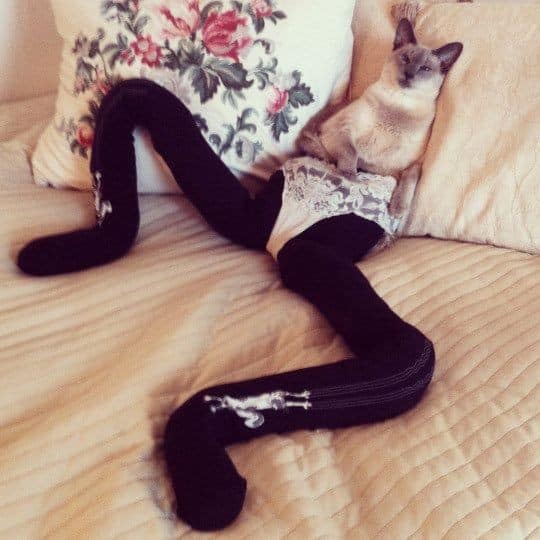 Nova moda para os felinos, pernas para gatos