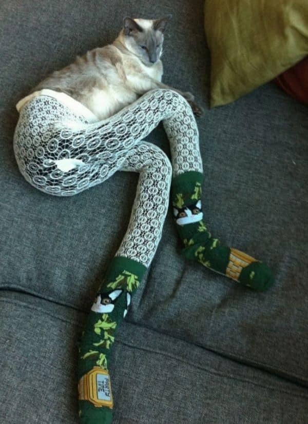 Nova moda para os felinos, pernas para gatos