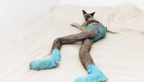 Nova moda para os felinos, pernas para gatos